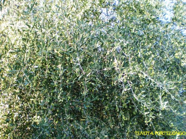 Olivi Bio in varietà Frantoio