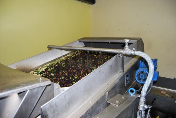 Lavaggio Olive Bio prima della lavorazione