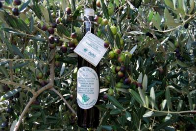 Macine a Pietra per olive Bio