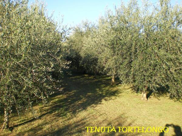 Olivi Bio in varietà mista Bianchera Frantoio   Grignano Leccino Maurino Moraiolo Pendolino